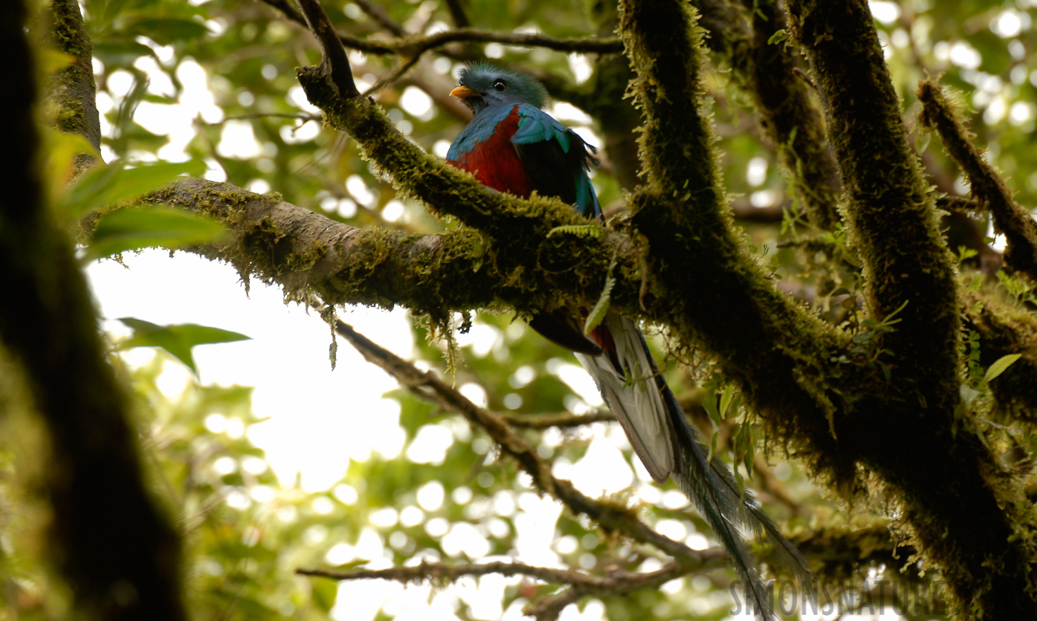 Pharomachrus mocinno costaricensis [400 mm, 1/60 Sek. bei f / 5.0, ISO 200]